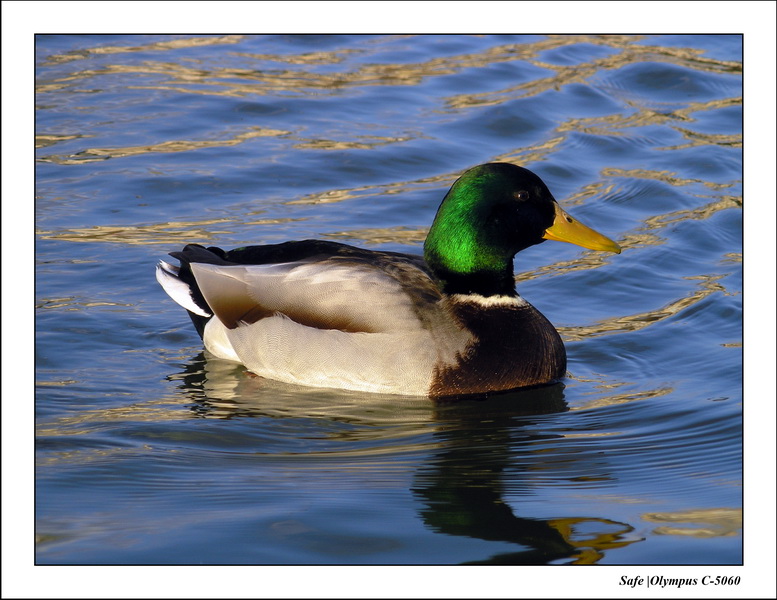 2006 - 02 - Etang tuileries 02.JPG